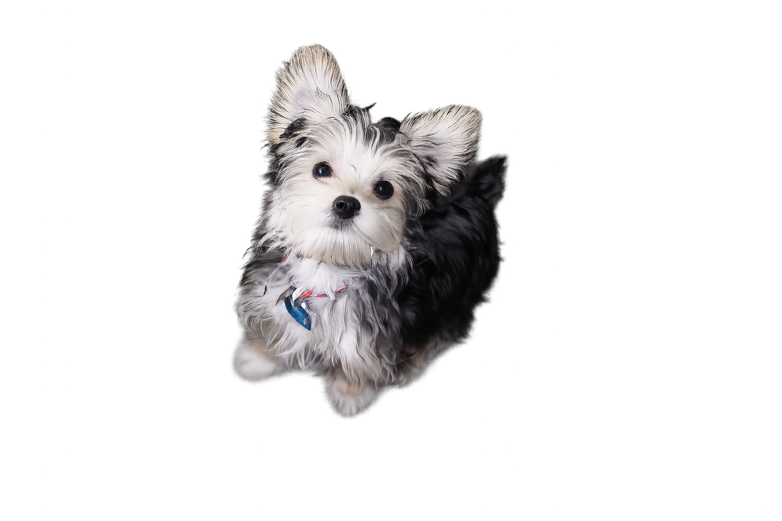 The Library of P. Nut